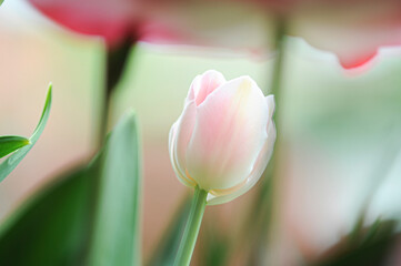 tulipani