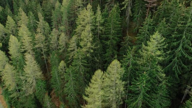 Aerial drone shot of tall pine trees sway and move in wind. Moody and cinematic woods grow on hill. Forest background