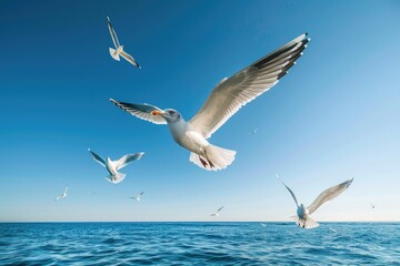 Fototapeta premium a dynamic view of seagulls in flight against a clear blue sky, with the ocean below. The angle gives a sense of motion and freedom, as the birds soar with wings fully extended.
