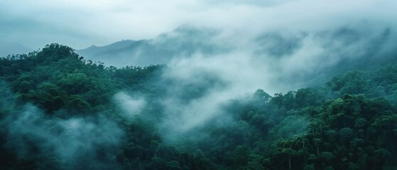 tropical rainforest with morning sunlight - obrazy, fototapety, plakaty