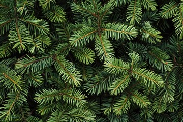The dense foliage of a spruce or fir tree, representing nature or the environment