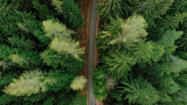 Aerial drone top down shot of empty dirt road going through pine tree forest. Tree tops move in wind, copy space for text. Cinematic shot of mountain forest gravel road