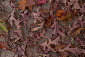 Colorful red oak leaves on the dirt during autumn