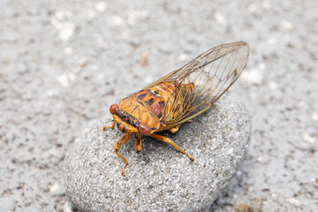 Closeup image of cicada.