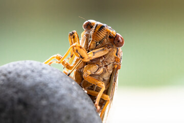 Closeup image of cicada.