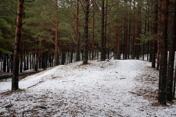 Pine tree forest on a snowy winter day. Beauty of nature