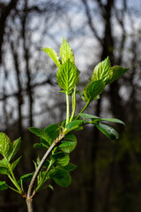 Big green buds branches. Young green leaves coming out from thick green buds. branches with new foliage illuminated by the day sun. Early spring day. Spring is comming