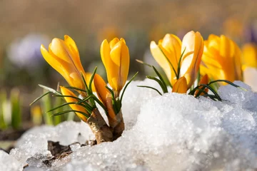 Schilderijen op glas Yellow crocus flowers and melting snow on a spring day © Max Zolotukhin