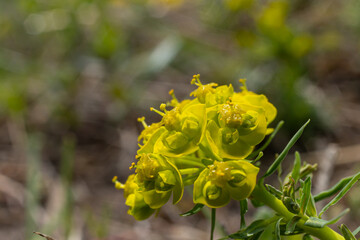 Euphorbia cyparissias, cypress spurge greenish flowers closeup selective focus