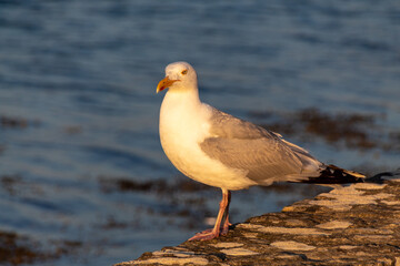 Fototapeta premium seagull on the shore