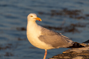 Fototapeta premium seagull on the shore