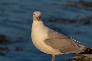 seagull on the shore