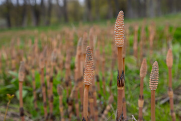 Equisetum arvense, the field horsetail or common horsetail, is an herbaceous perennial plant of the family Equisetaceae. Horsetail plant Equisetum arvense