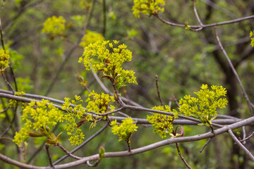 The maple Acer platanoides blooms before the leaves bloom. Yellow, fragrant maple flowers, blurred, natural background