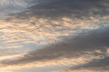 View of the flying migration birds against the sky and cloud