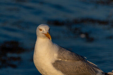 seagull on the shore