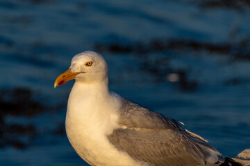 seagull on the shore