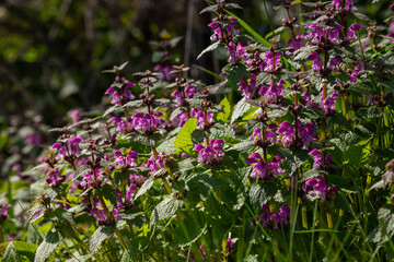 Deaf nettle blooming in a forest, Lamium purpureum. Spring purple flowers with leaves close up