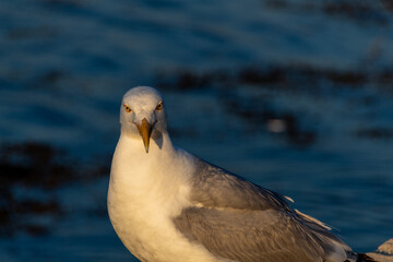 seagull on the shore