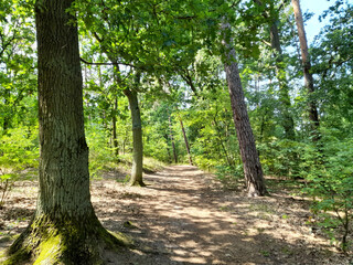 Wald im Sommer nahe Brandenburg an der Havel, Gördenwald