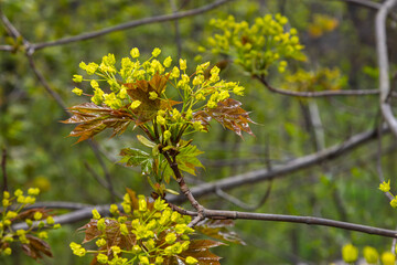 The maple Acer platanoides blooms before the leaves bloom. Yellow, fragrant maple flowers, blurred,...