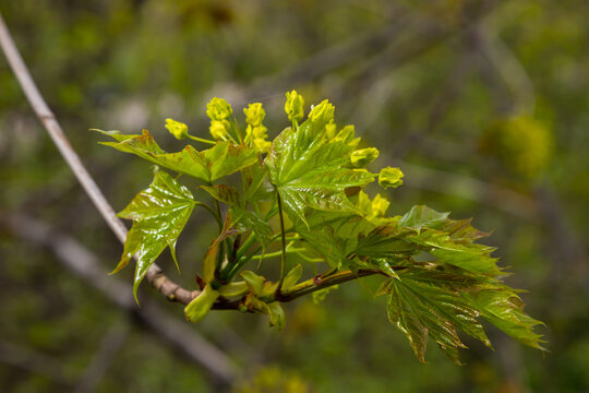 The maple Acer platanoides blooms before the leaves bloom. Yellow, fragrant maple flowers, blurred, natural background