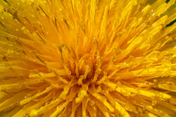 Dandelion yellow flowers close up detail with rain drops