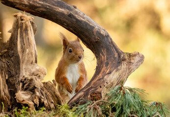 Cute little scottish red squirrel in the forest