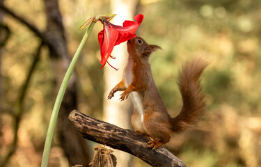 Curious little scottish red squirrel sniffing a red lion amaryllis flower
