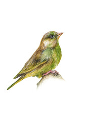 Birds - European Greenfinch Watercolor Illustrations