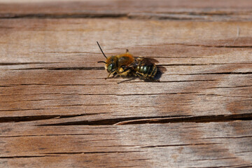Pequeña abeja (Anthophora plumipes) con ojos verdes sobre madera y luz solar del mediodia en el...
