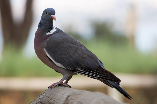 Paloma torcaz, Columba palumbus, sobre barandilla de madera en merenderos del parque natural de las lagunas de la Mata y Torrevieja, Espa&ntilde;a