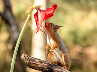 Curious little scottish red squirrel sniffing a red lion amaryllis flower
