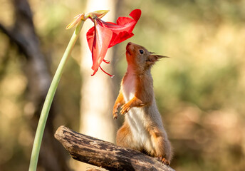Curious little scottish red squirrel sniffing a red lion amaryllis flower © Sarah