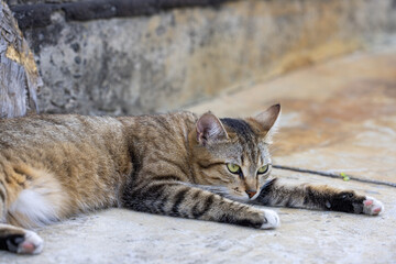 Cute funny young tabby cat relaxing on on the path near the house