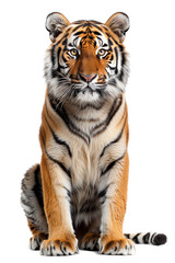 Fototapeta premium Tiger sitting on transparent background