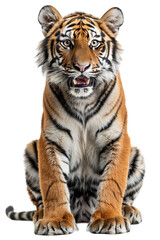 Naklejka premium Tiger sitting on transparent background