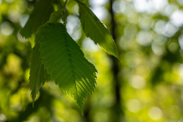 Fototapeta premium Sun shines through the spring young leaves of the tree