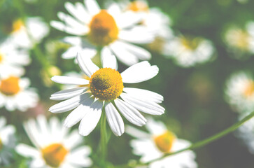 Medicinal chamomile close-up. Alternative medicine.