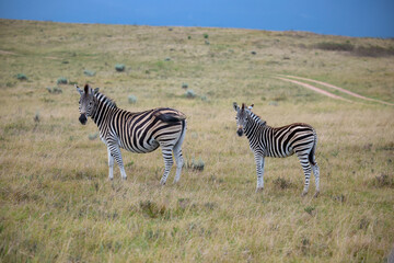 Burchell's zebra Equus quagga burchelli adult, two zebras, alarm, Kruger National Park, Kruger...