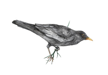 Birds - Eurasian Blackbird Watercolor Illustrations