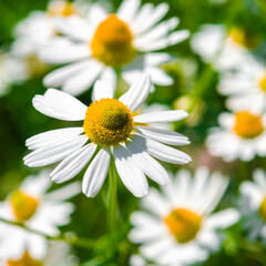 Obraz premium Medicinal chamomile close-up. Alternative medicine.