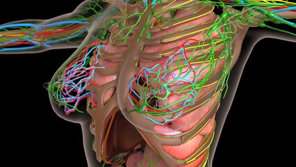 female lymph nodes anatomy with internal organs for medical concept 3d rendering