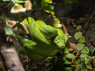 A green python curled up on a branch.