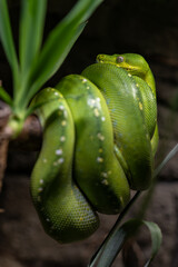 A green python curled up on a branch.