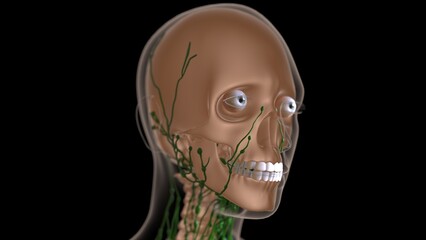 female lymph nodes anatomy with skeleton for medical concept 3d rendering