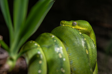 A green python curled up on a branch.