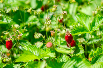 Red wild strawberries. Organic berries.