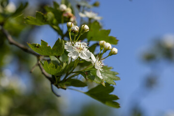 Beautiful spring scene with hawthorn tree blossom