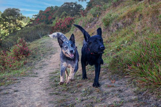 Happy dogs running together on the country road